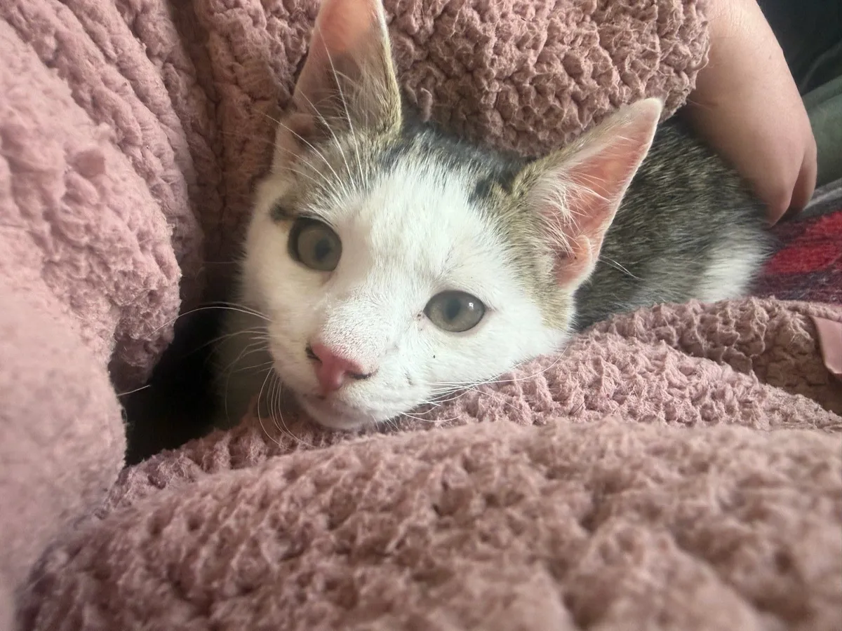 Beautiful Kitten - Image 1