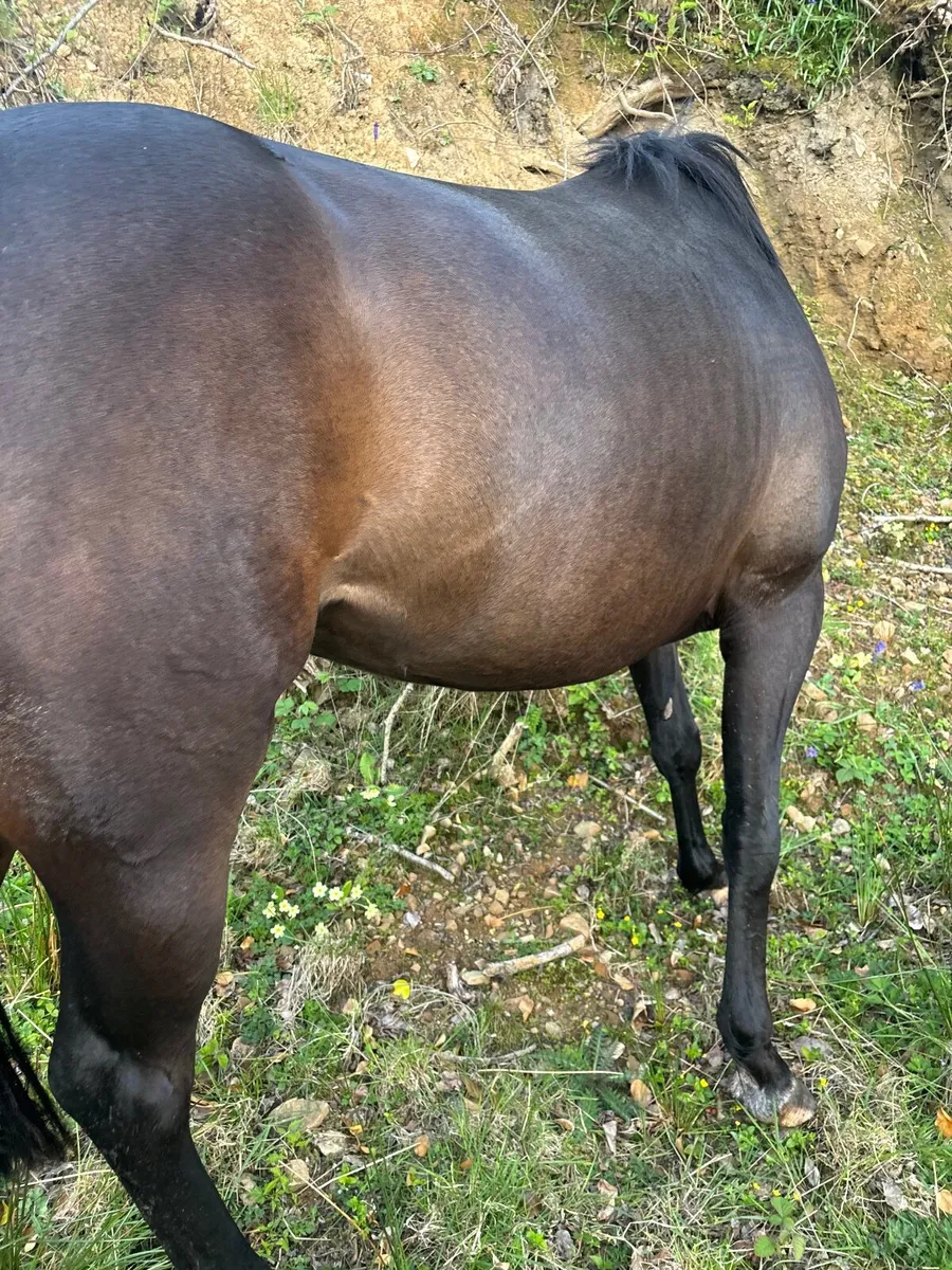 3 x 3yo NH horses - Image 3
