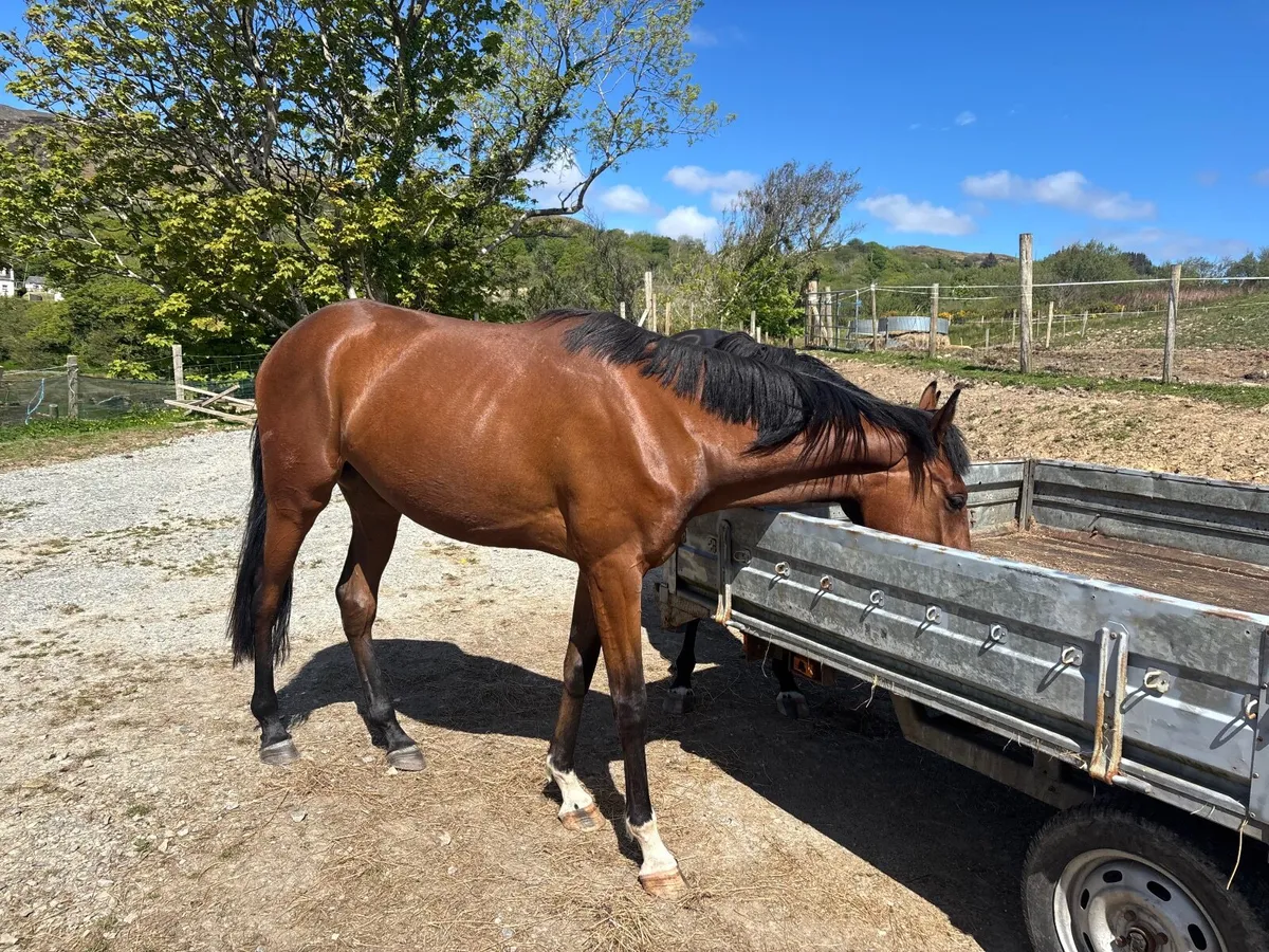 3 x 3yo NH horses - Image 4