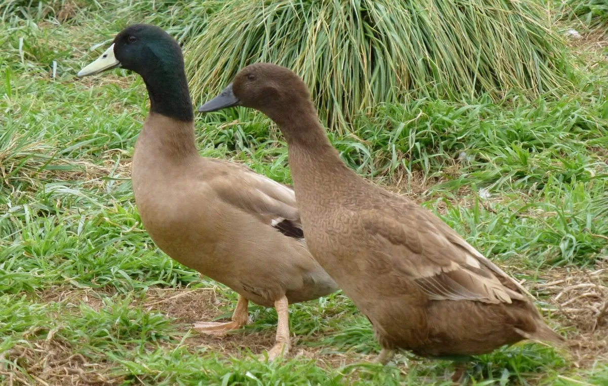 Ducks Wanted
