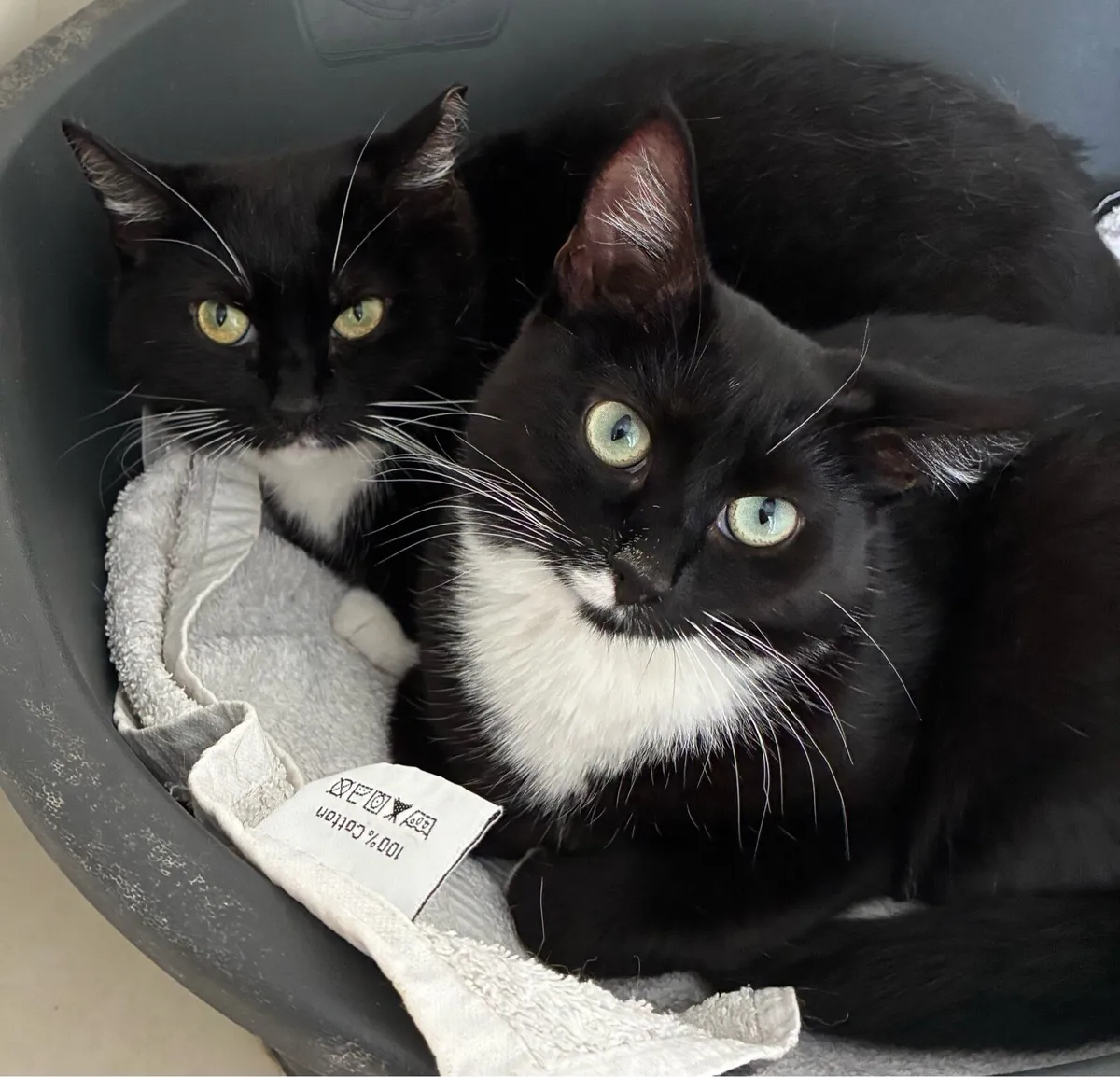 Catstrust adoption and protection. Rescued . - Image 4