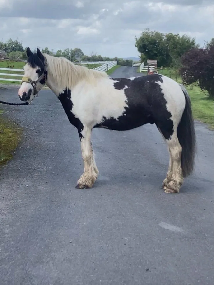 pony