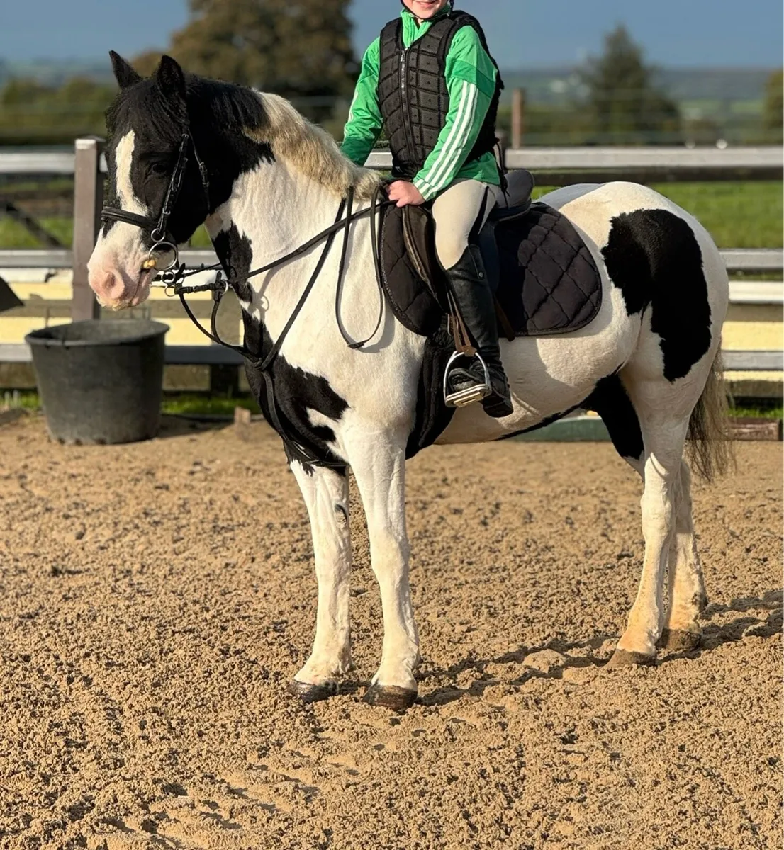 8yo Mare 13.2 - Image 1