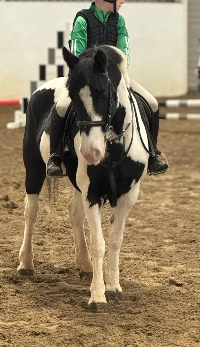 8yo Mare 13.2 - Image 2