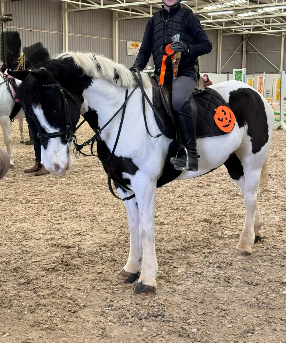 8yo Mare 13.2 - Image 3