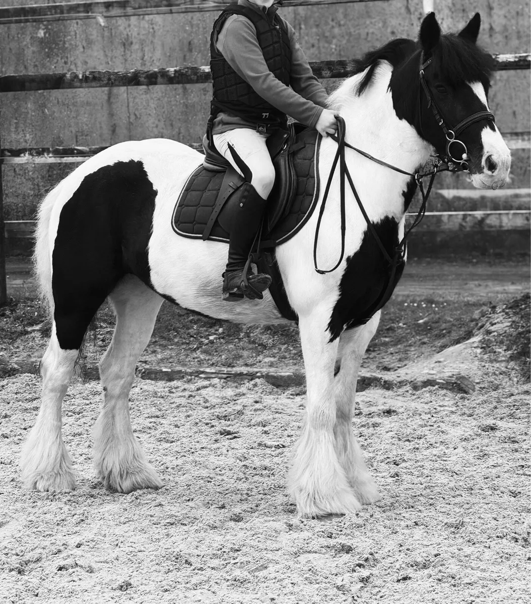 8yo Mare 13.2 - Image 4