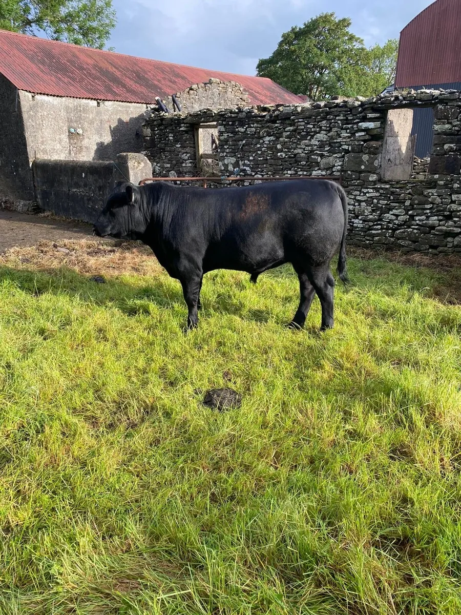 2 Pedigree Angus Bulls for sale - Image 1