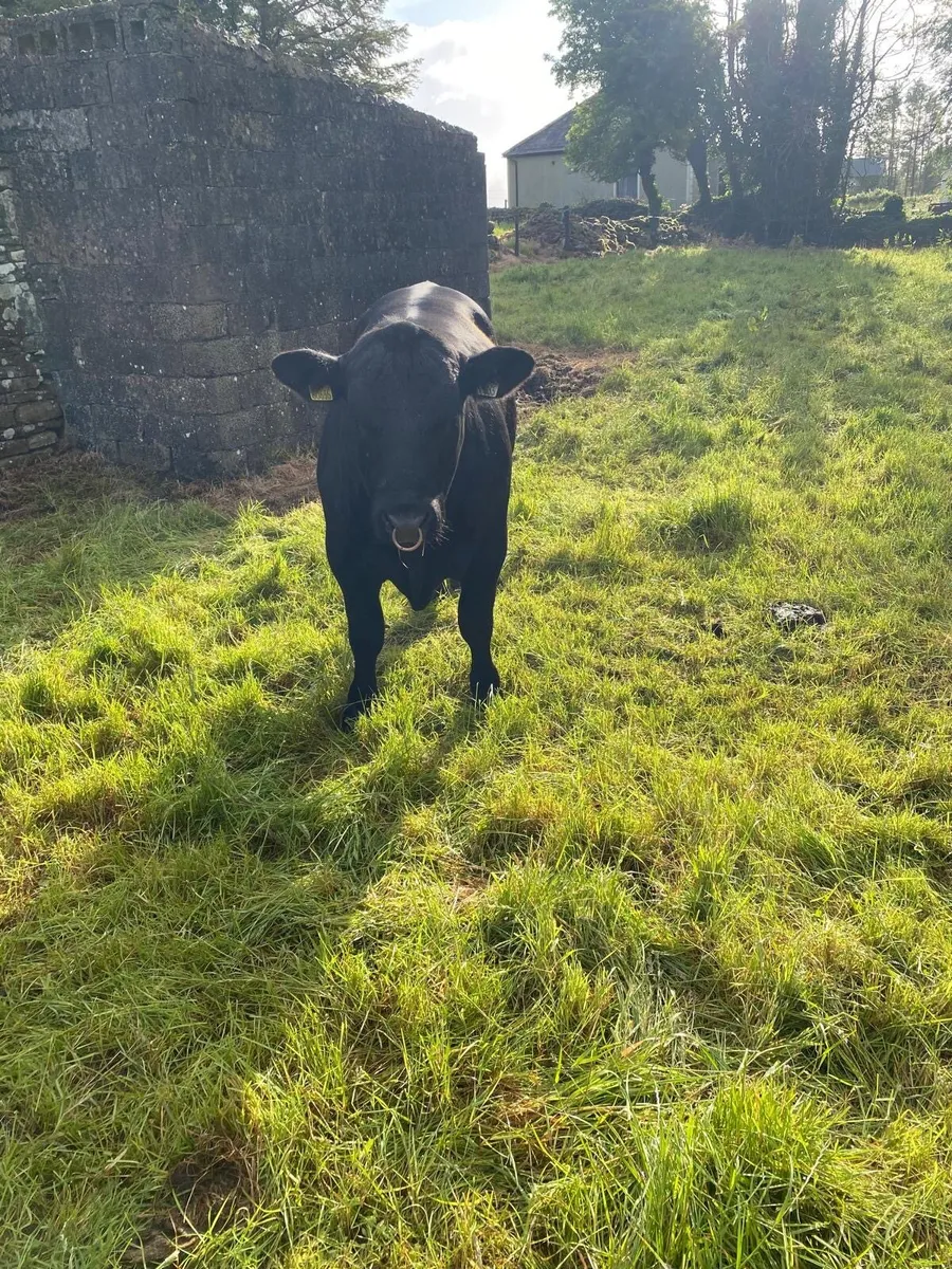 2 Pedigree Angus Bulls for sale - Image 2