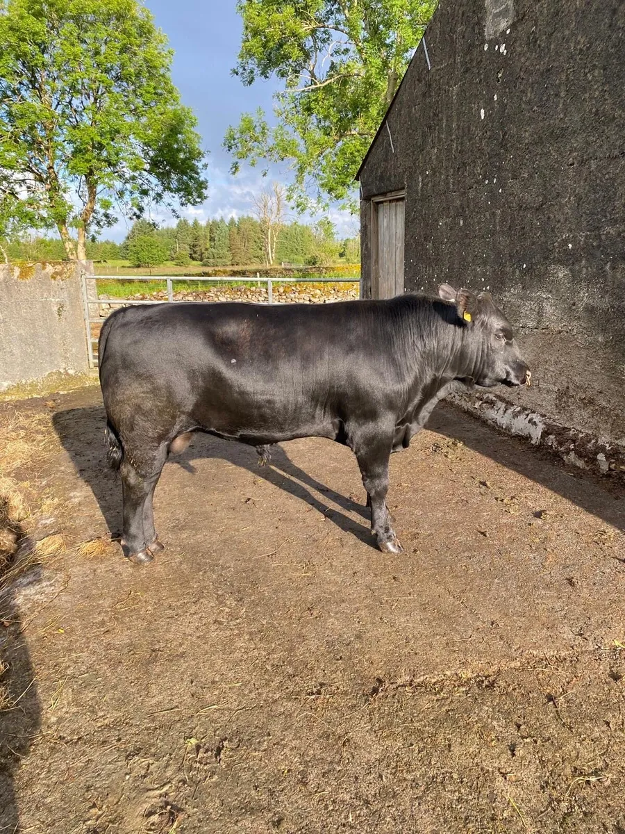 2 Pedigree Angus Bulls for sale - Image 3