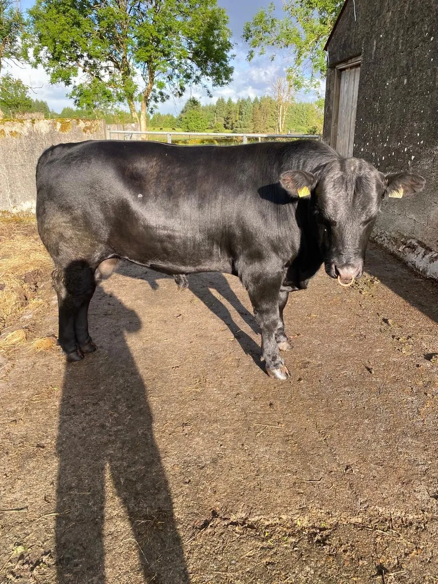 2 Pedigree Angus Bulls for sale - Image 4