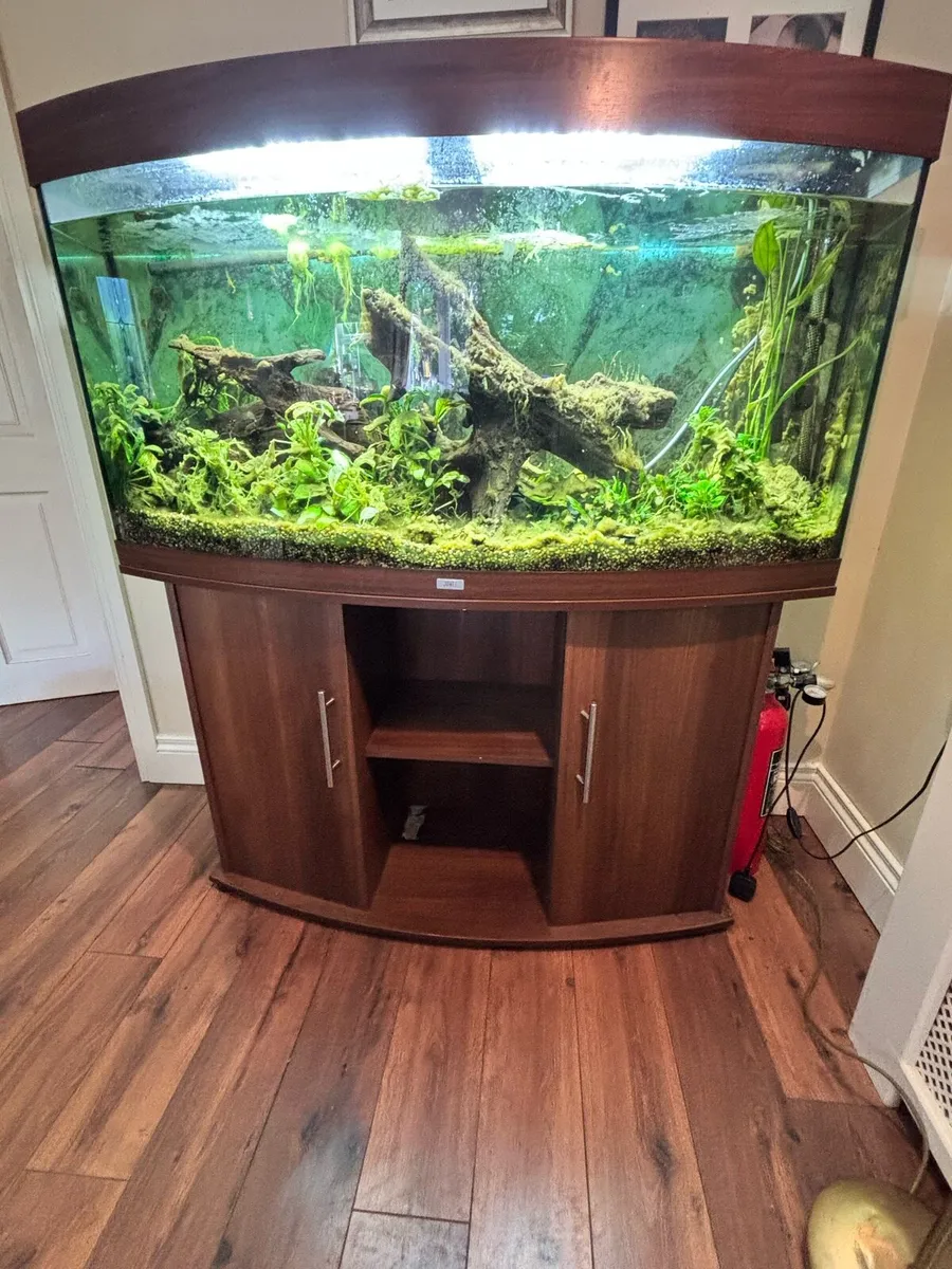 Tropical Fish Tank - Image 1