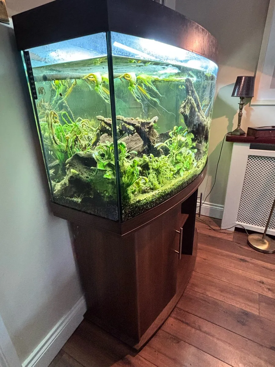 Tropical Fish Tank - Image 3