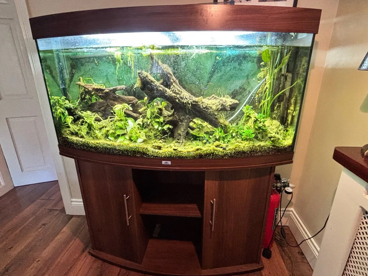 Tropical Fish Tank - Image 2