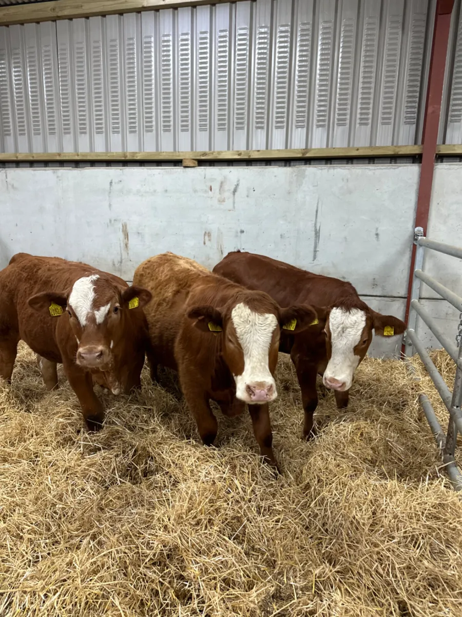 Cow makers - Image 4