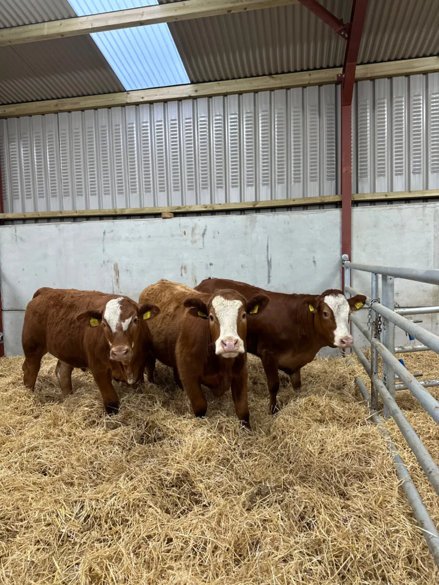Cow makers - Image 2