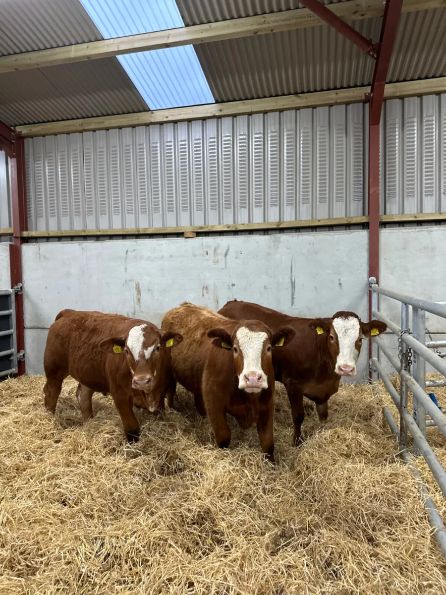 Cow makers - Image 1
