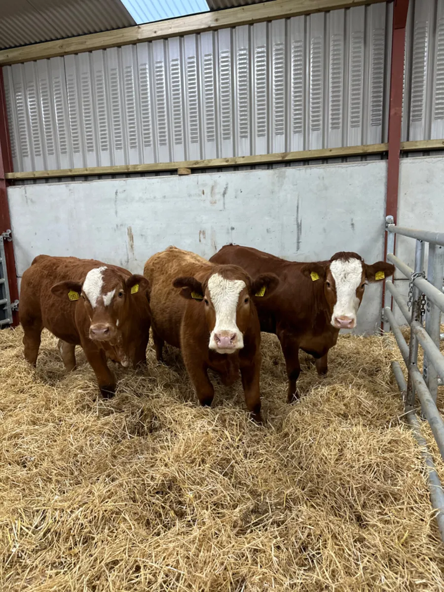 Cow makers - Image 3