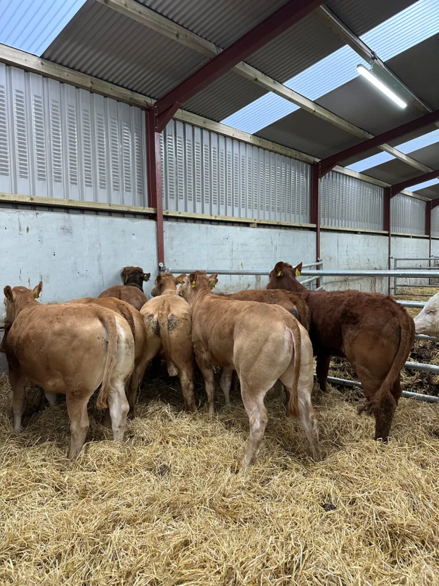 Weanling heifers - Image 3