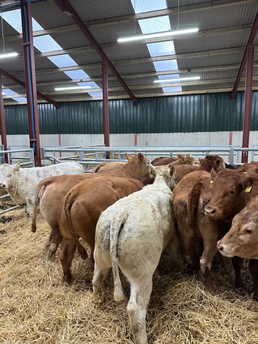 Weanling heifers - Image 2