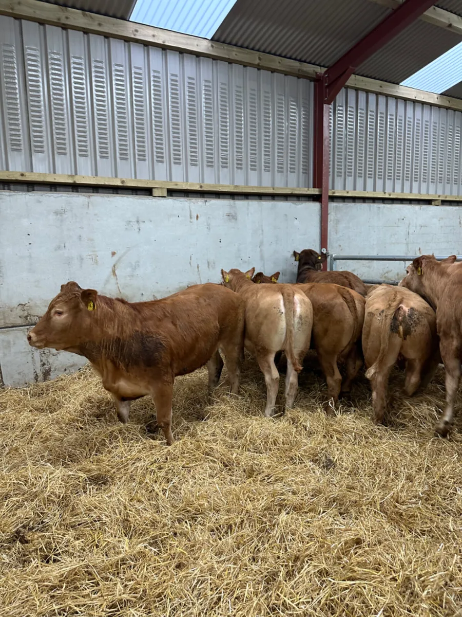 Weanling heifers - Image 1