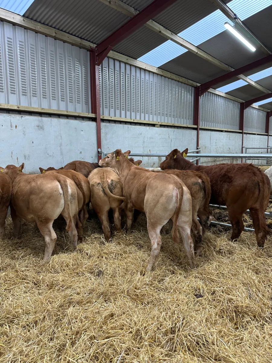 Weanling heifers - Image 4