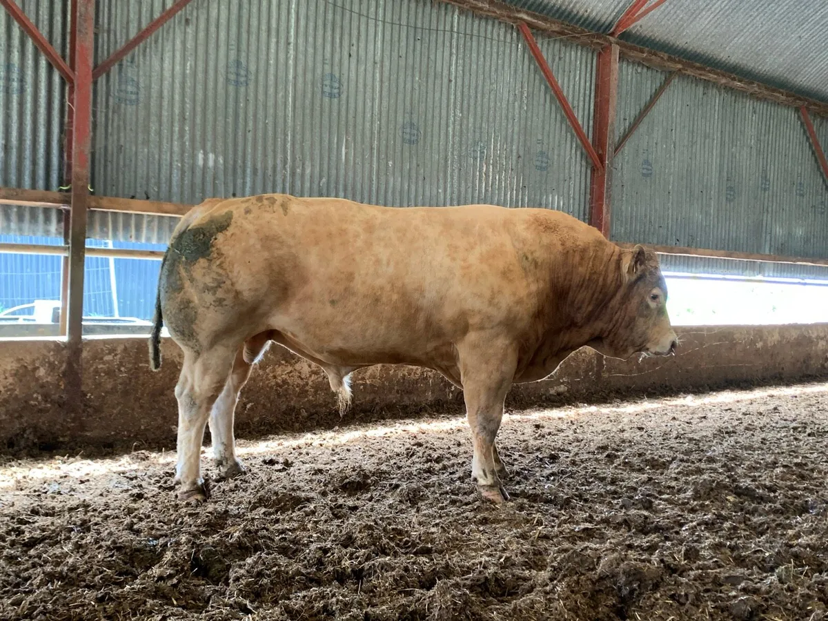 Limousin Bull - Image 3