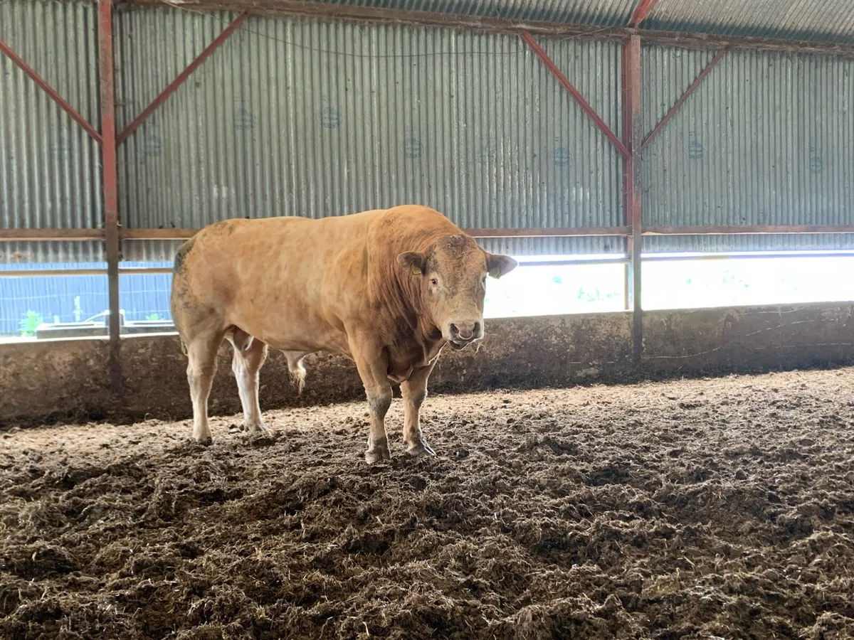 Limousin Bull - Image 2