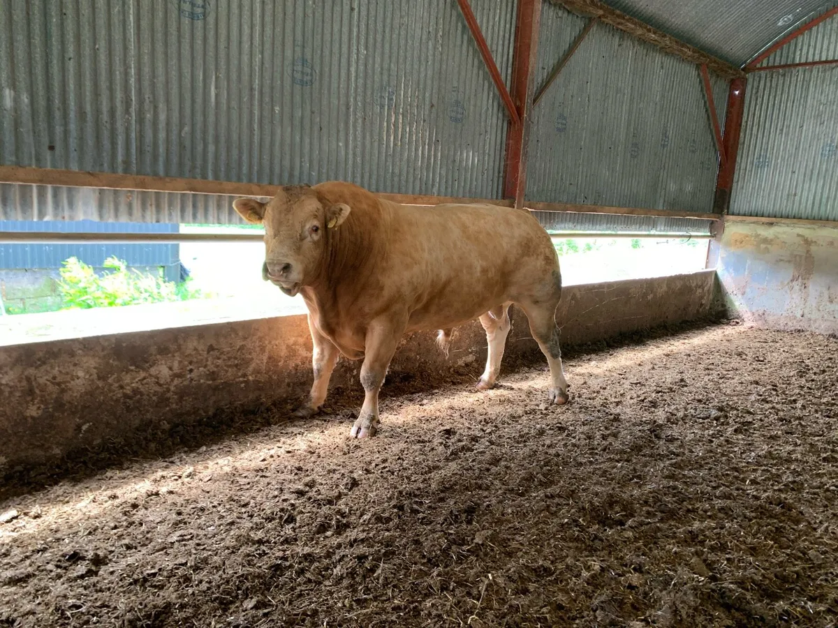 Limousin Bull - Image 1