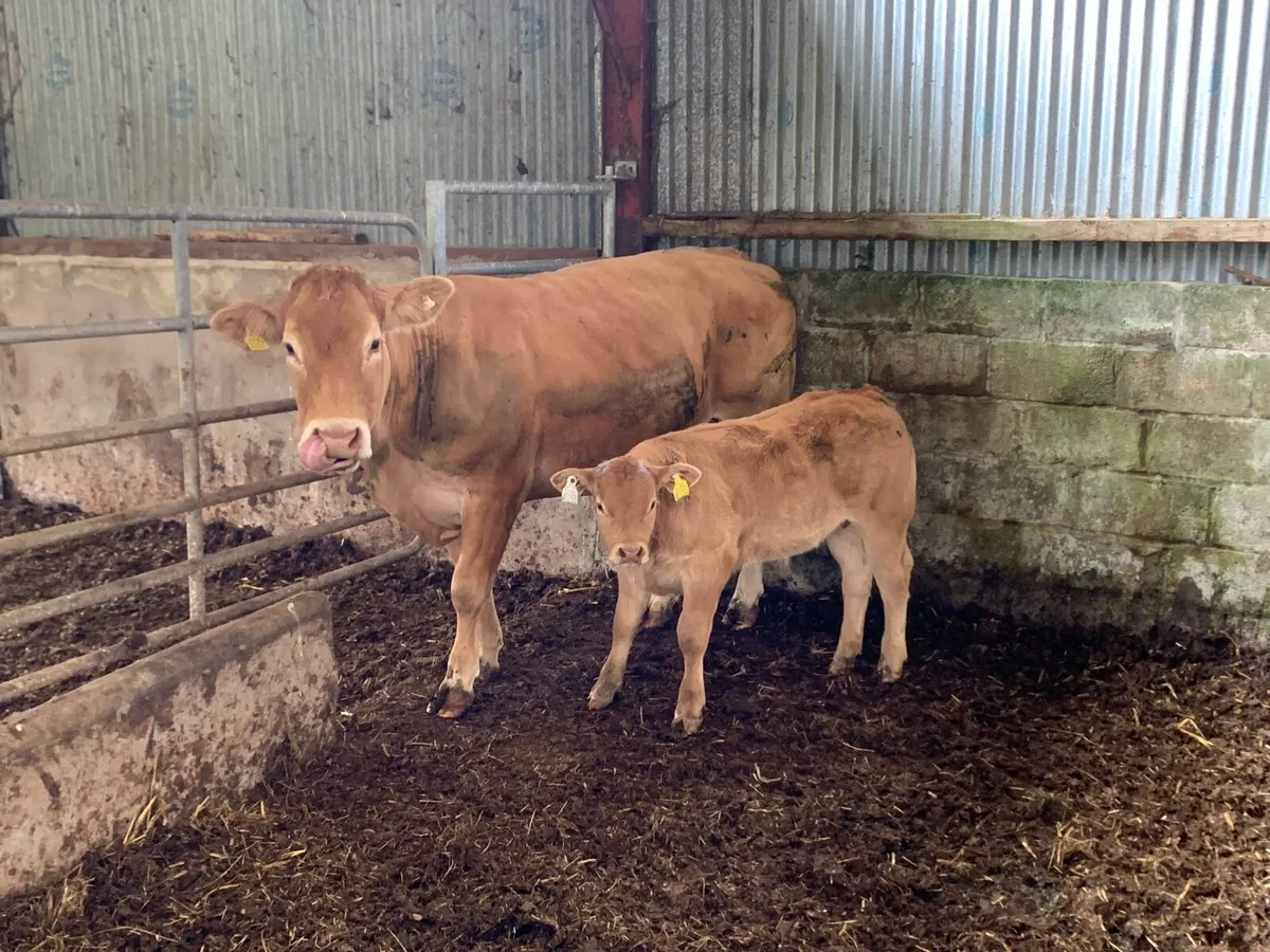 Limousin Bull - Image 4