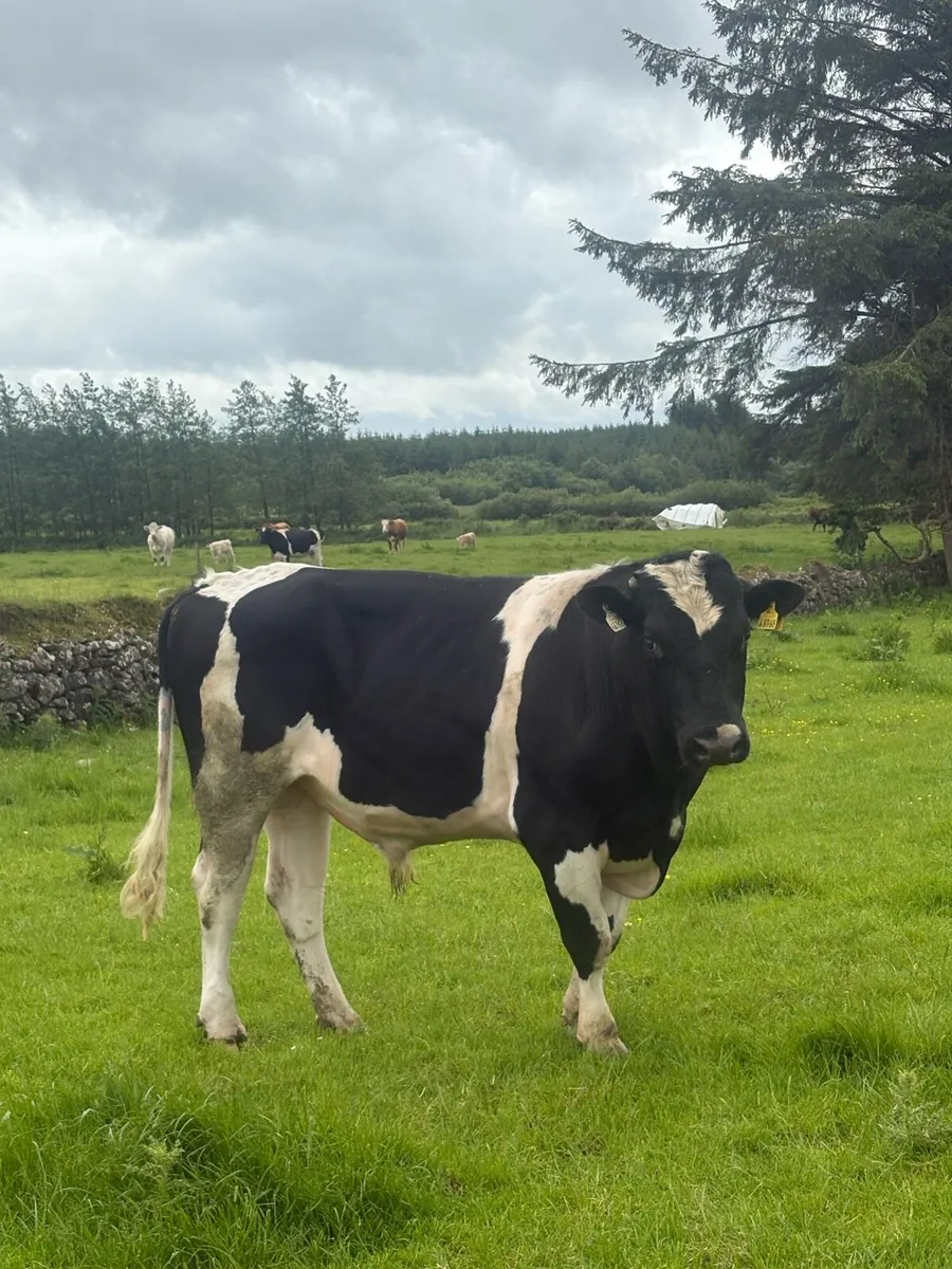 British Freisian bull for sale - Image 1