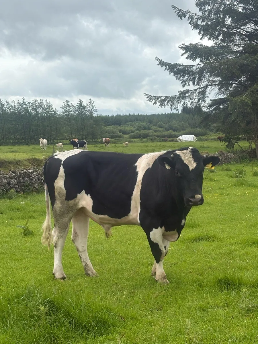 British Freisian bull for sale - Image 2
