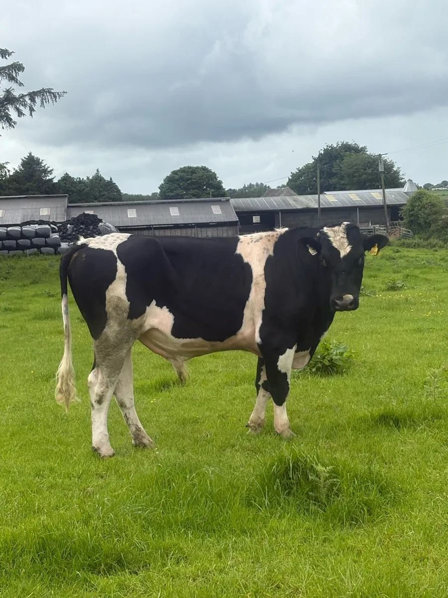 British Freisian bull for sale - Image 3