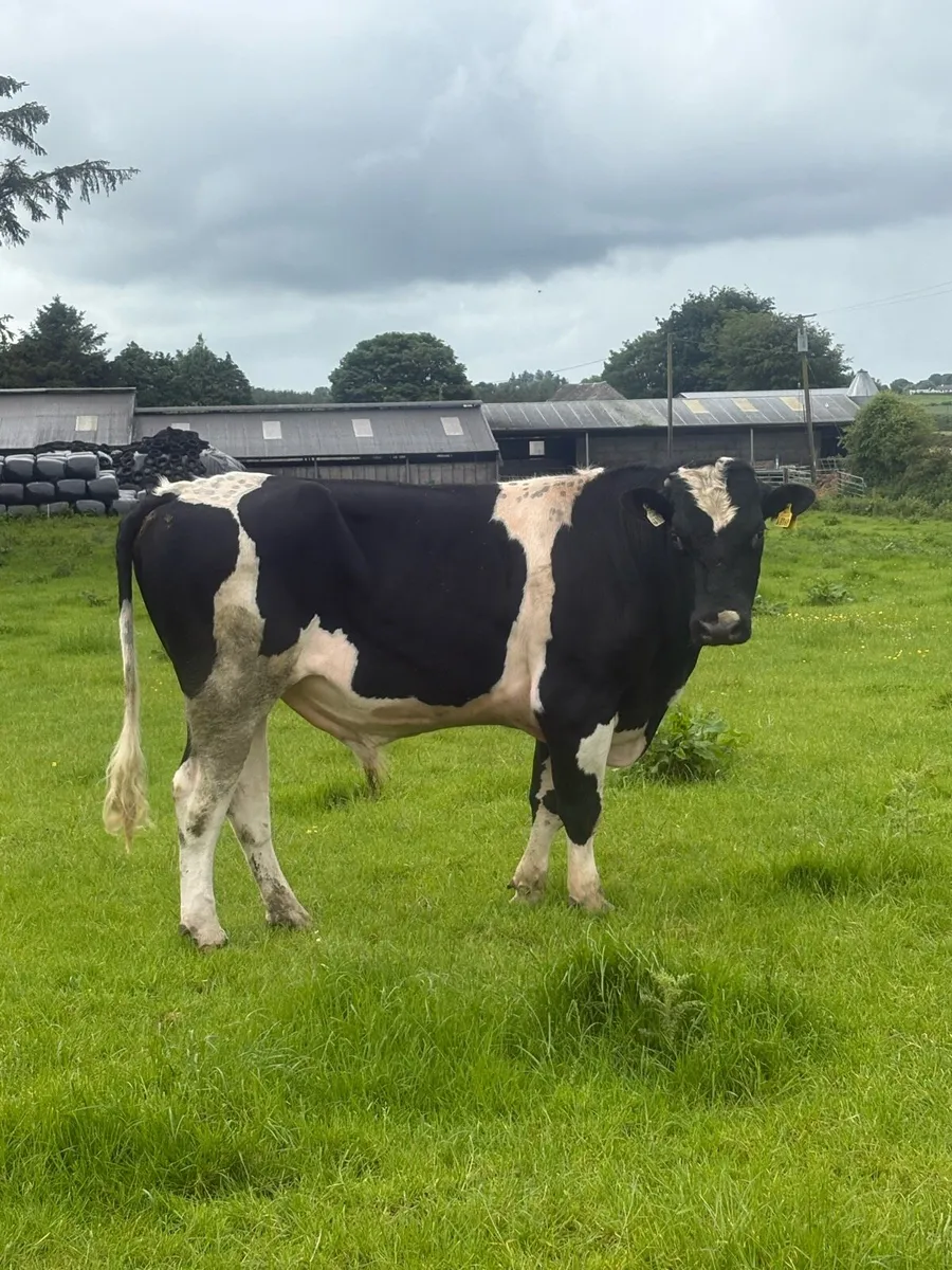 British Freisian bull for sale - Image 4