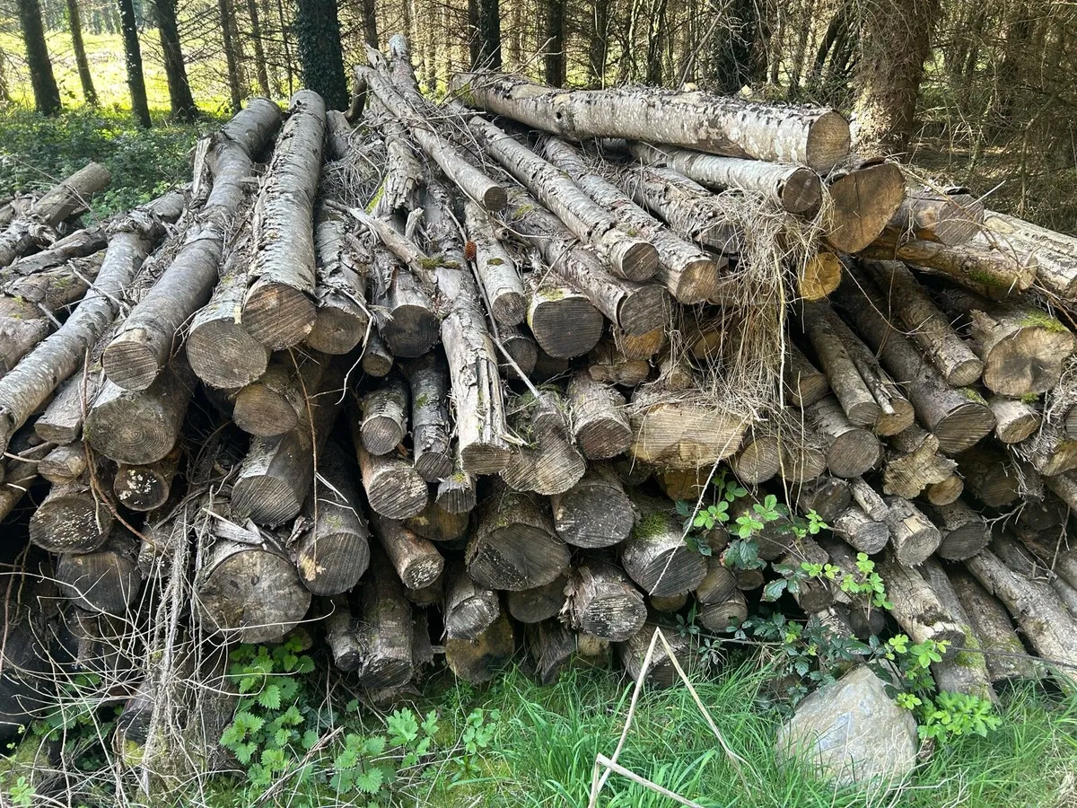 High Quality Ash fire logs - Image 2