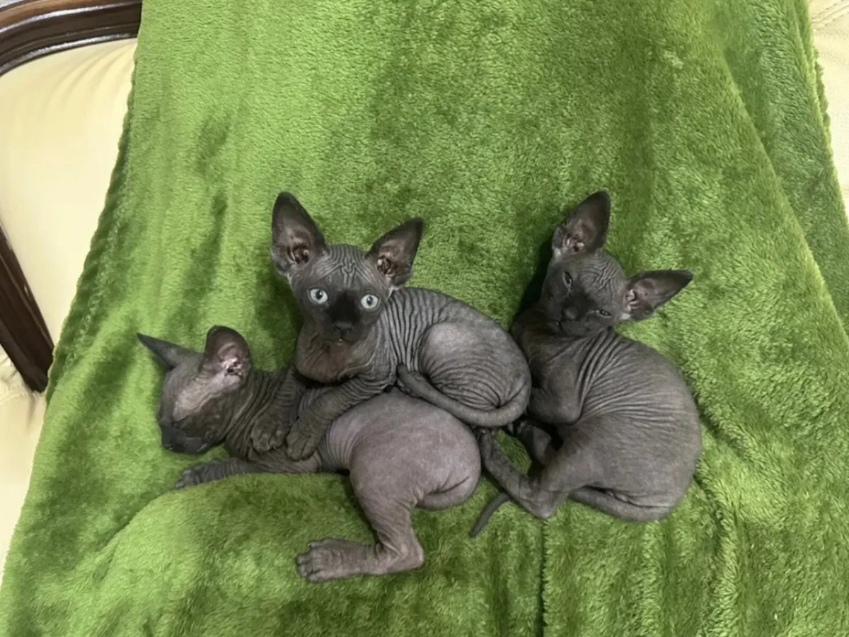 Sphynx kittens - Image 2