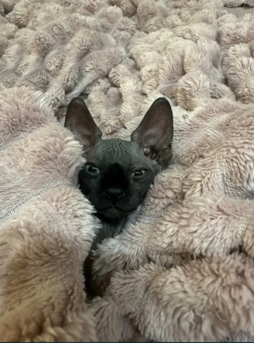 Sphynx kittens - Image 3
