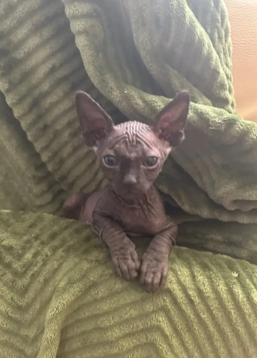 Sphynx kittens - Image 4