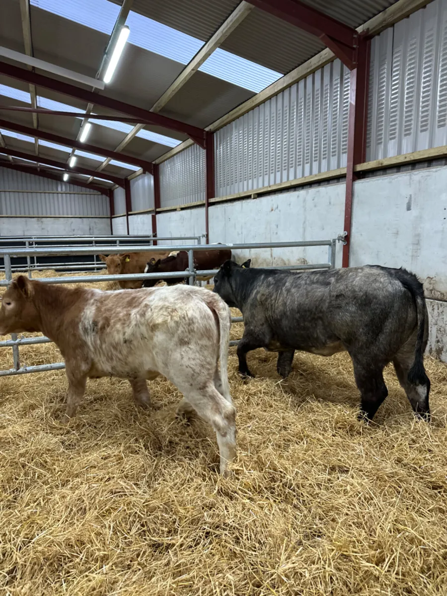 Roaned heifers - Image 1