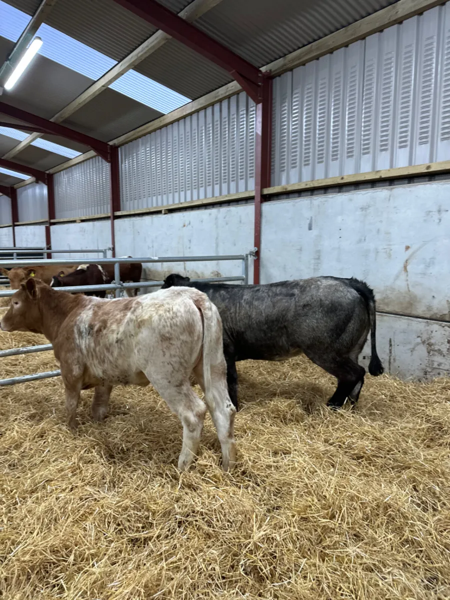 Roaned heifers - Image 3