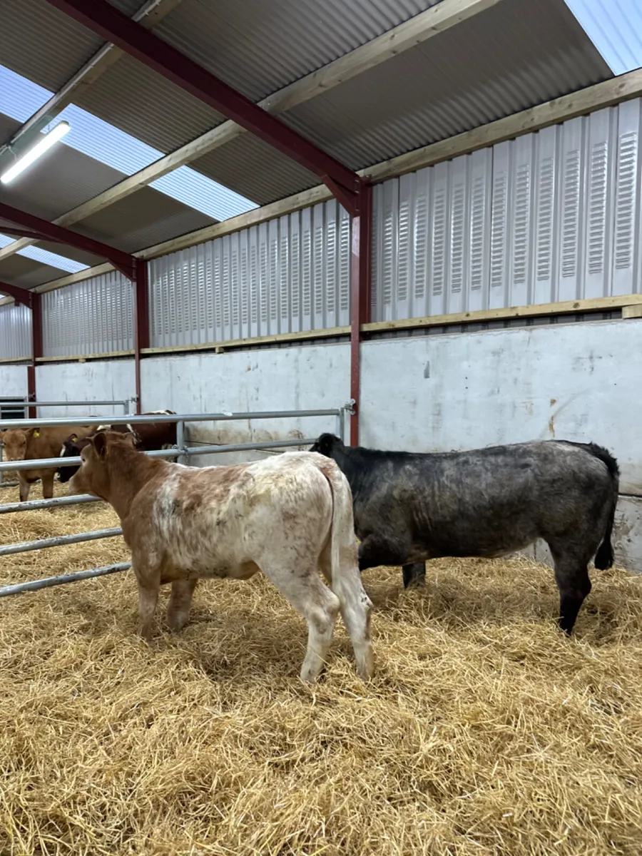 Roaned heifers - Image 2