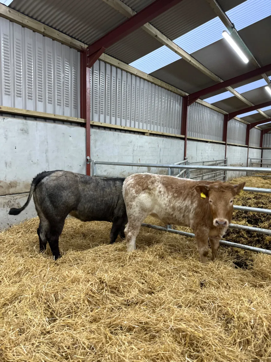 Roaned heifers - Image 4