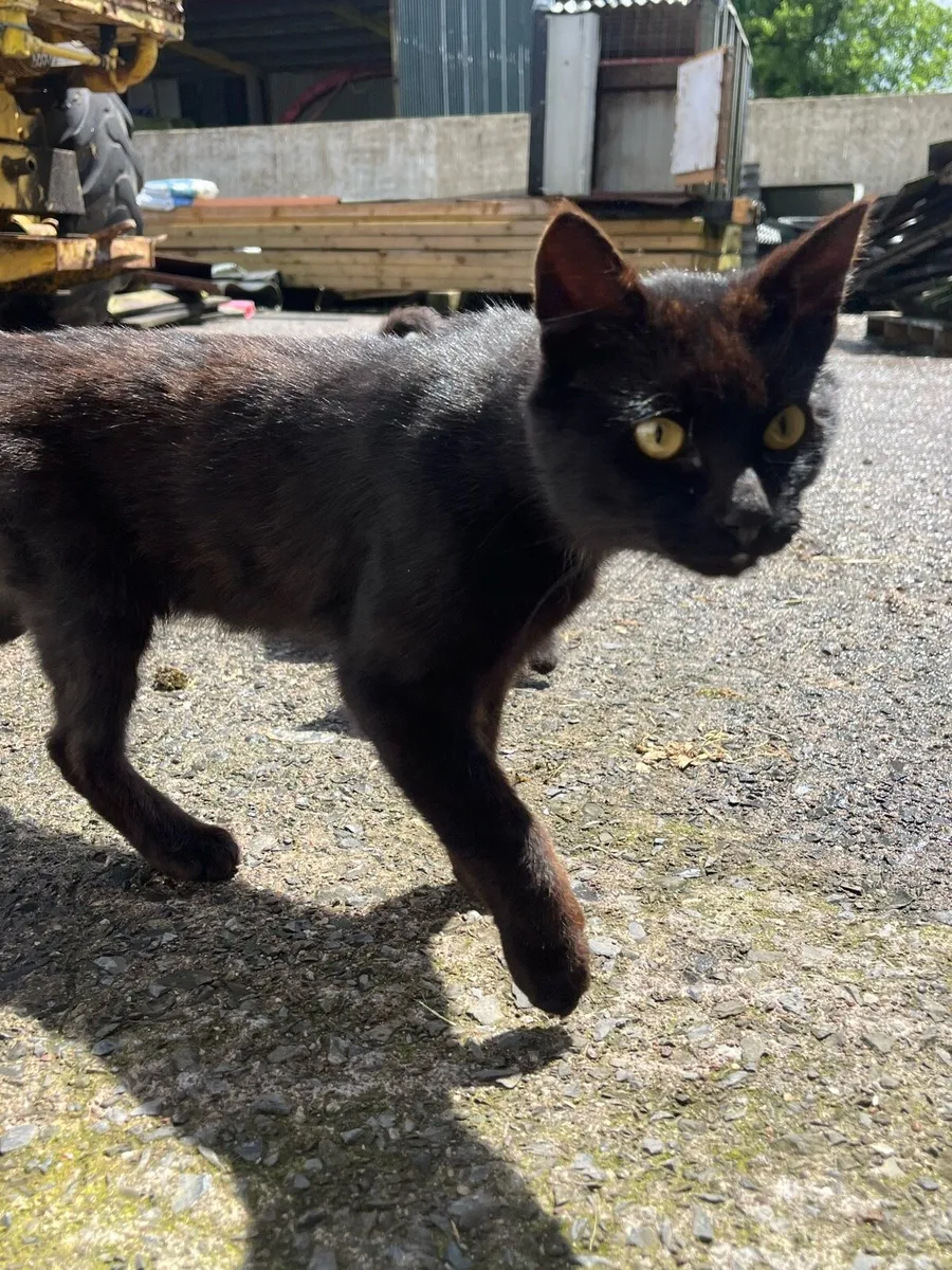 Cats - Image 3