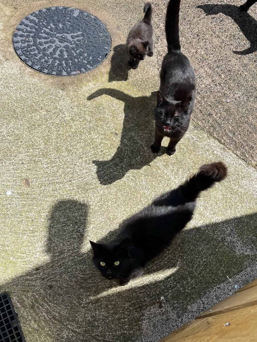 Cats - Image 4
