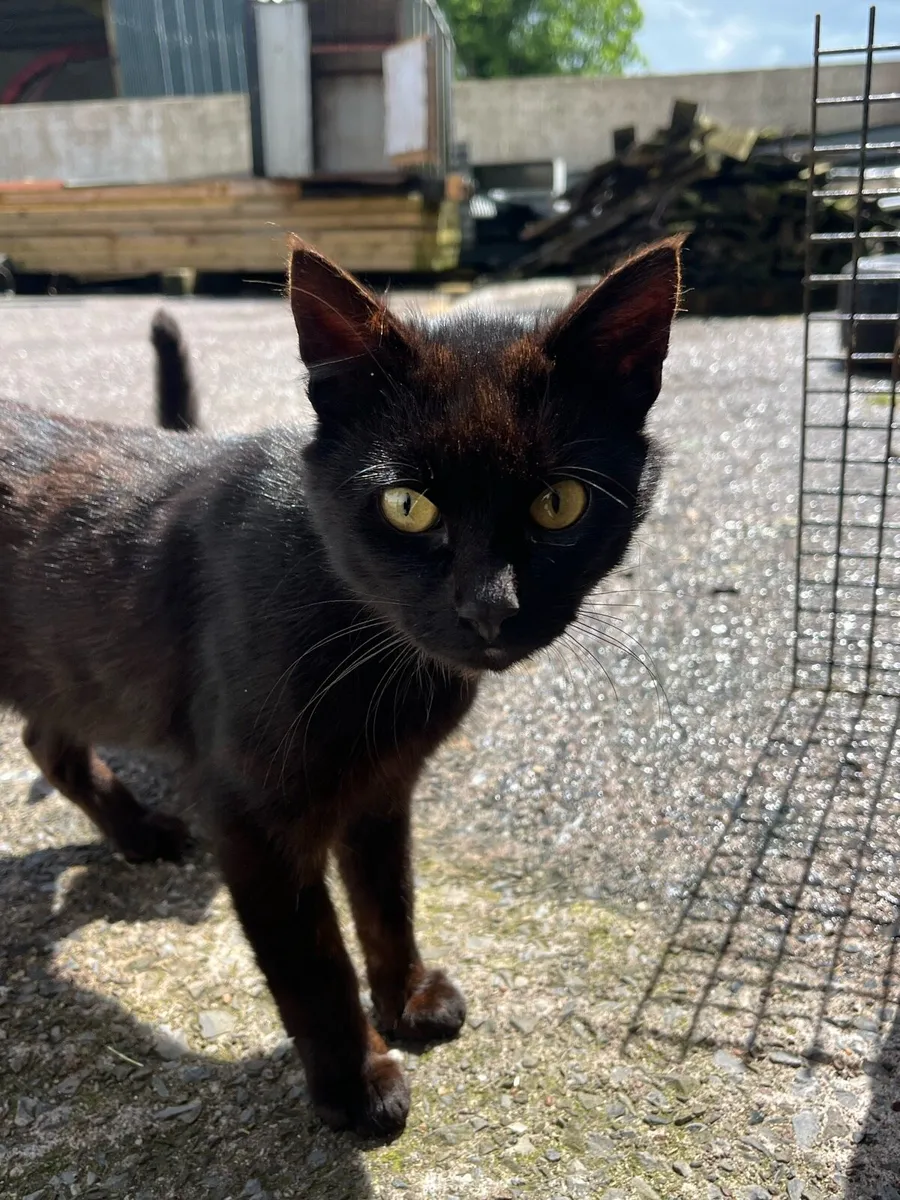 Cats - Image 1