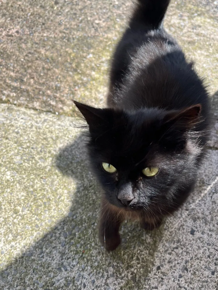 Cats - Image 2