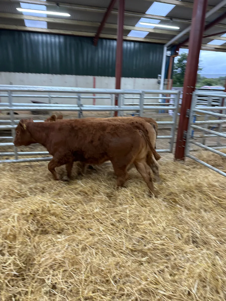 Lim heifers - Image 3