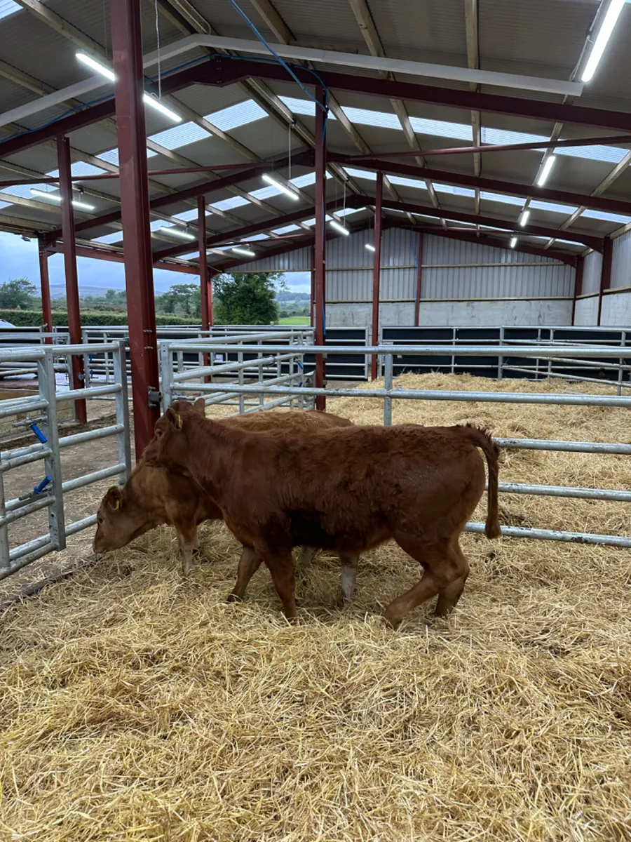 Lim heifers - Image 4