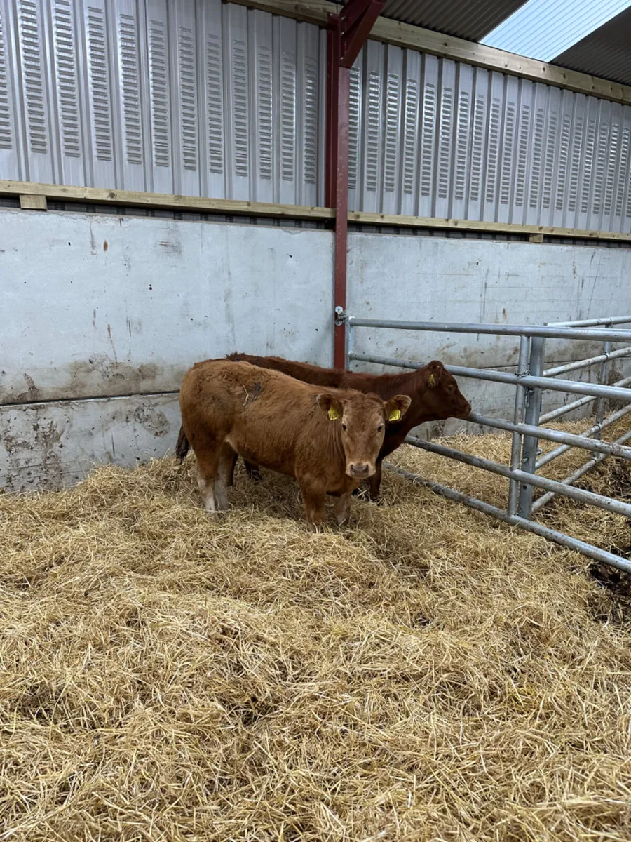 Lim heifers - Image 1