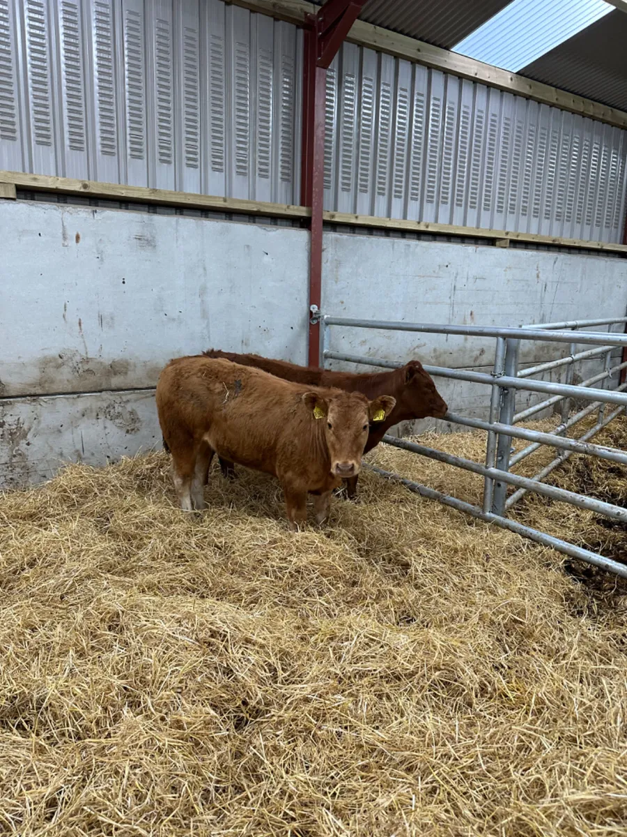 Lim heifers - Image 2