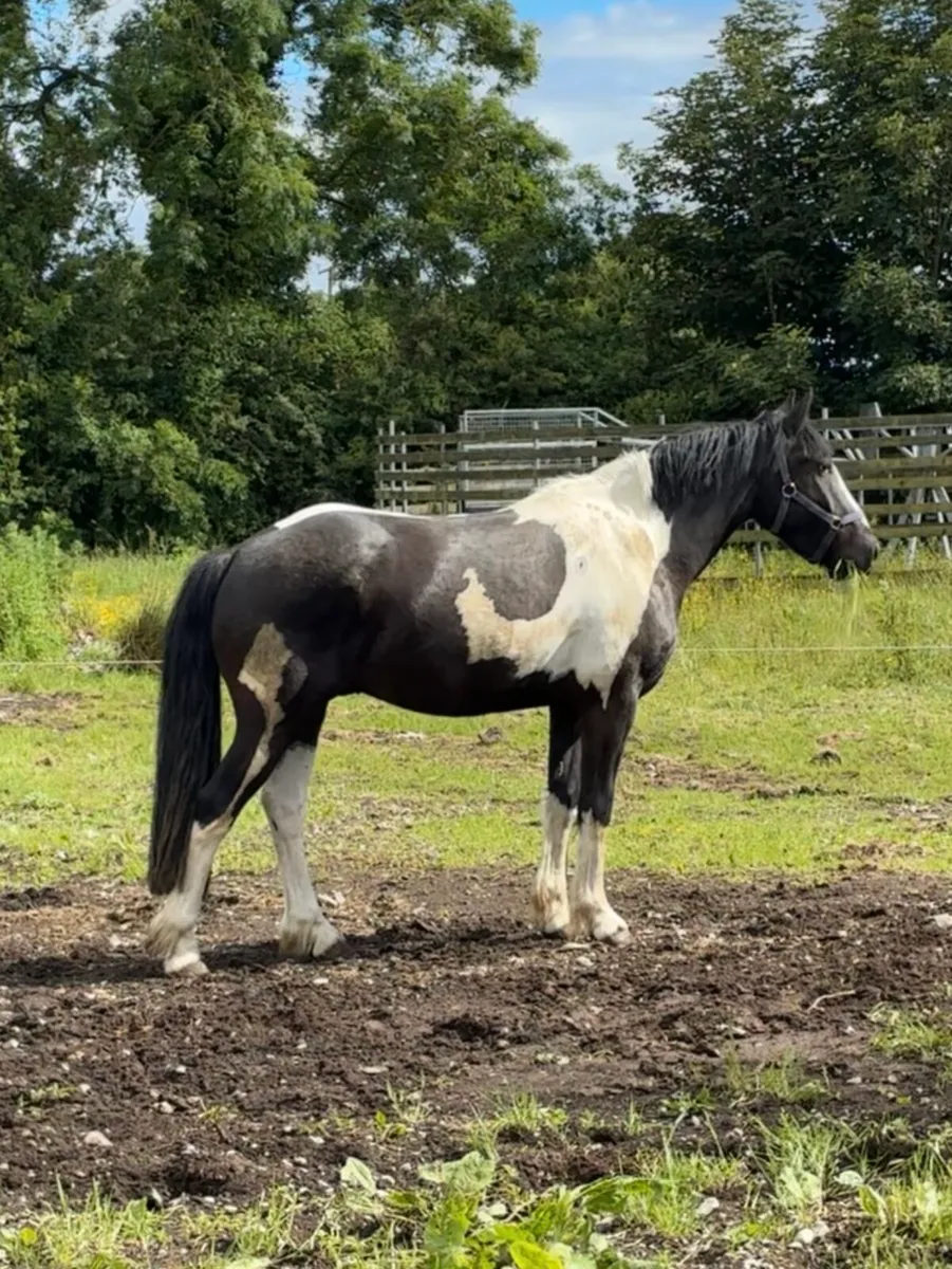 3 year old Coloured Stormy Mountain Gelding